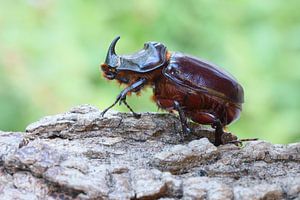 Coléoptère rhinocéros (Oryctes nasicornis)