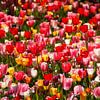 Bunt blühendeTulpen (Tulipa), Blumenbeet, Deutschland von Torsten Krüger