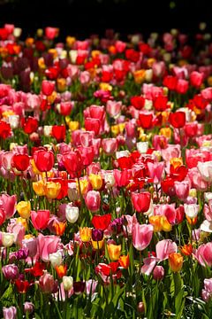 Colourful flowering tulips (Tulipa), flowerbed, Germany