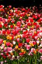 Bunt blühendeTulpen (Tulipa), Blumenbeet, Deutschland von Torsten Krüger Miniaturansicht