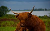 Resting Cow