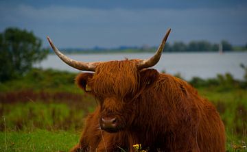 Resting Cow by Erik Bravenboer