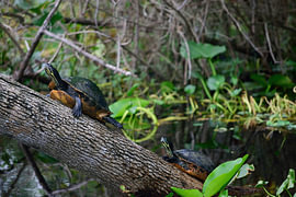 Turtles moving up