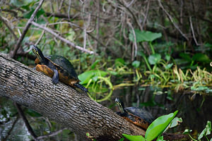 Schildkröten, die sich nach oben bewegen