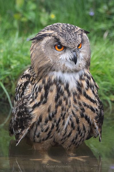 Owl No! von Kristof Piotrowski