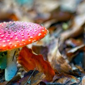 Paddenstoel rood met witte stippen van Mariska de Jonge