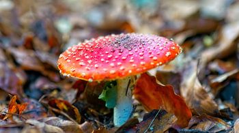 Mushroom red with white dots