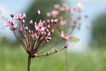 Zwanenbloem met vlinder in het veld langs de slootkant van Jacqueline de Calonne Bol