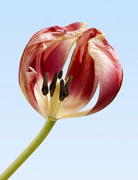 Tulip by Han van der Staaij