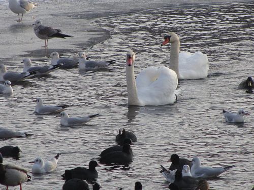 Zwanenpaar met eendjes in de winter