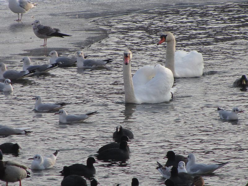 Zwanenpaar met eendjes in de winter von Nicky`s Prints