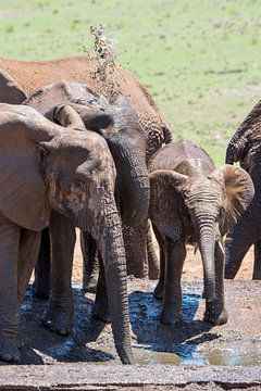 Modderige olifanten van Jack Koning