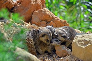 Meerkat kwekerij van Ingo Laue