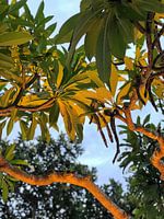 Aangelichte bomen bij hotel op Bali
