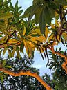 Aangelichte bomen bij hotel op Bali van Raymond Wijngaard thumbnail