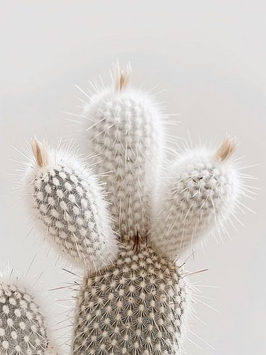witte cactus