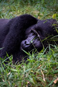 Portrait d'un gorille au repos sur Sascha Bakker