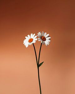 Licht und Form