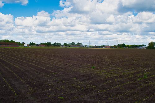 Het begin van een maisveld