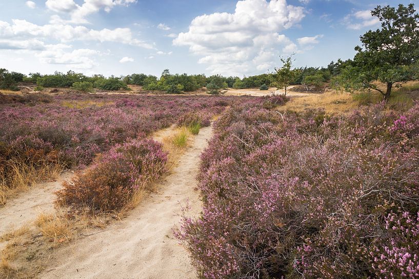 The Drunen Dunes by Peter Baan