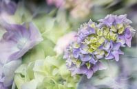 Bloeiende Hortensia van Ellen Driesse thumbnail