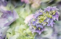 Flowering Hydrangea