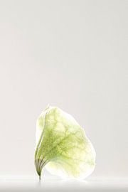 Delicate Translucent Leaf