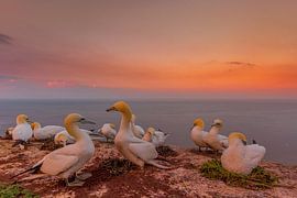 Basstölpel von Andy Luberti
