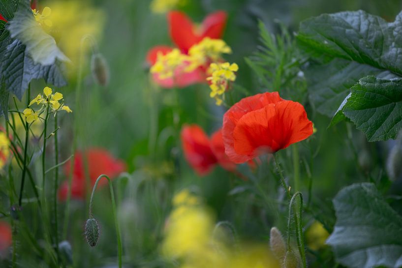 Mohn mit Rapssamen von Patricia van Kuik