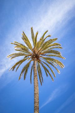 Palmboom met blauwe lucht in Palma de Mallorca | Reisfotografie van Kelsey van den Bosch