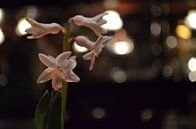 Zarte Blüten mit Bokeh von zwergl 0611 Miniaturansicht