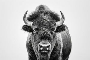 Bison