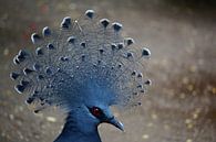 Crowned pigeon by Ineke Klaassen thumbnail
