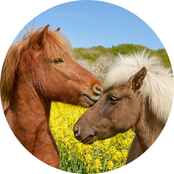 IJslandse Paarden Knuffelen in een Lenteweide van Katho Menden