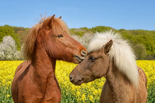 Islandpferde kuscheln auf einer Frühlingswiese