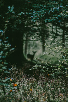 Hirsche auf der Veluwe
