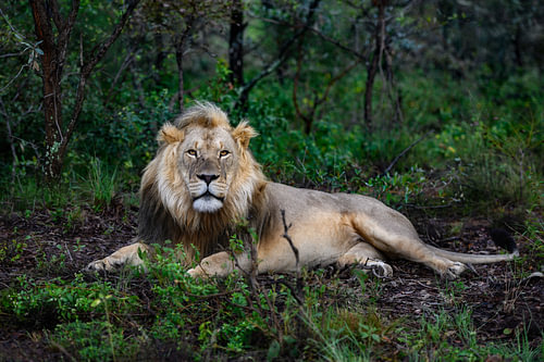 Portrait en gros plan d'un lion en Afrique