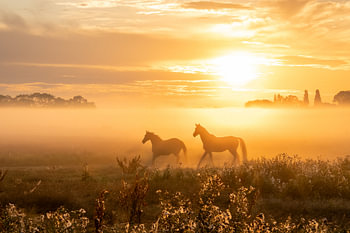 Paarden in de ochtendnevel
