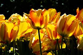 Tulipes ensoleillées sur Ingrid de Vos - Boom