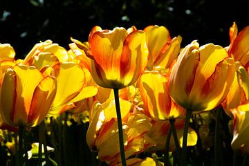 Sun-kissed Tulips van Ingrid de Vos - Boom