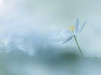 Heavenly Blue