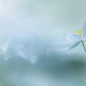 Heavenly Blue sur Jacqueline Heemskerk