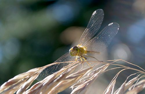 Close-Ups | Libelle in de Zon