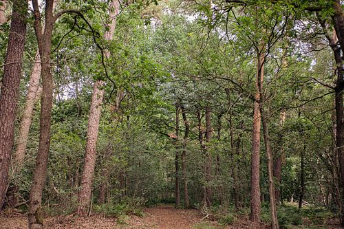 Typische niederländische Wälder