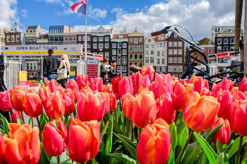 Tulpen uit Amsterdam