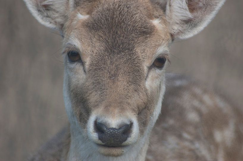 Hirsch rehe von Groothuizen Foto Art