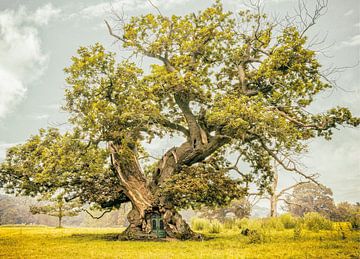 No. 38 of the with Elf Eyes series by Lars van de Goor