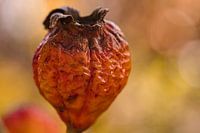 Cynorrhodon presque décomposé