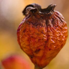Nearly decayed rosehip by Tonny Verhulst