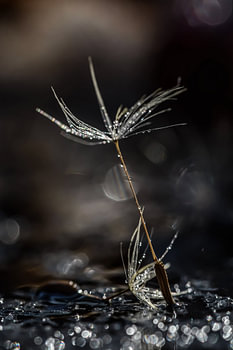 Paardebloem pluisje
